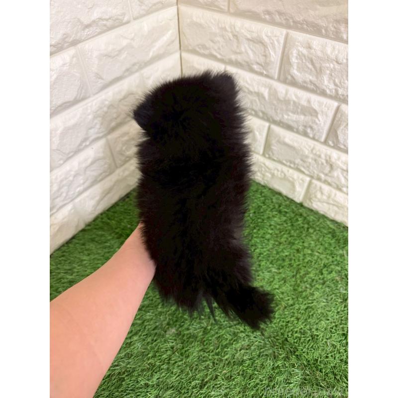 販売中の岡山県のポメラニアン-439564の2枚目