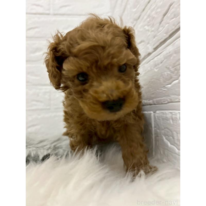 販売中の岡山県のタイニープードル-439565の12枚目