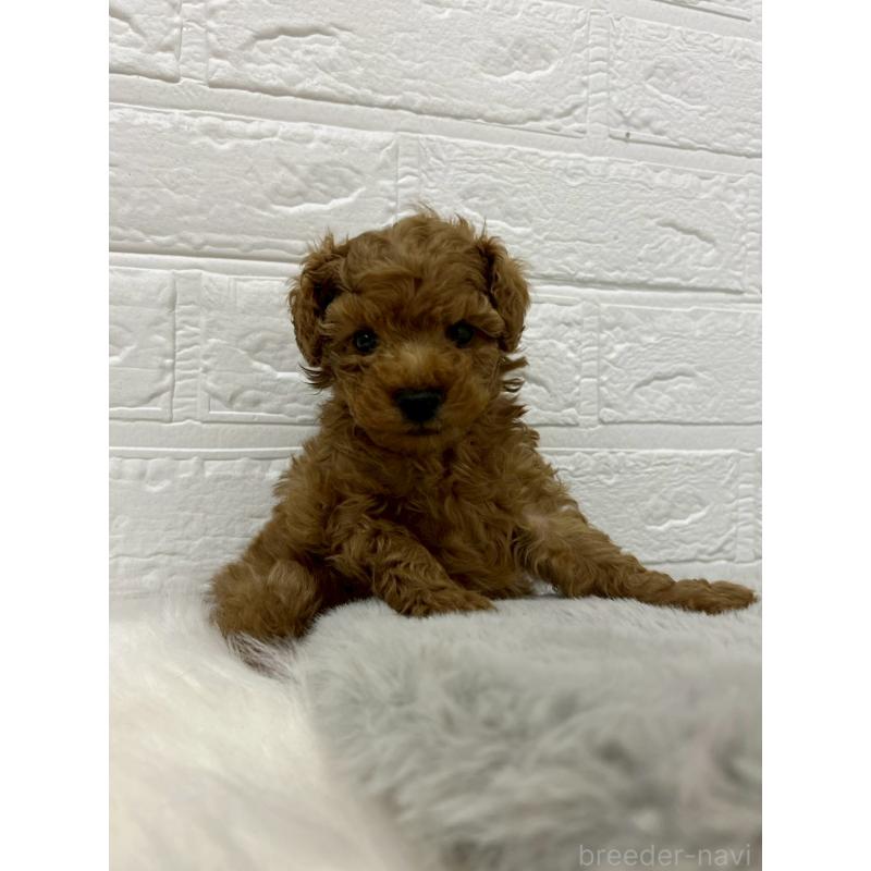 販売中の岡山県のタイニープードル-439565の11枚目