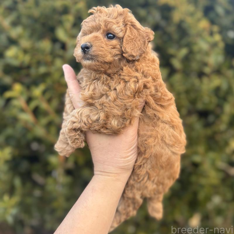 販売中の福岡県のトイプードル-439583の3枚目