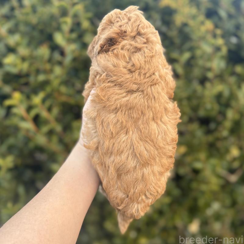 販売中の福岡県のトイプードル-439583の2枚目