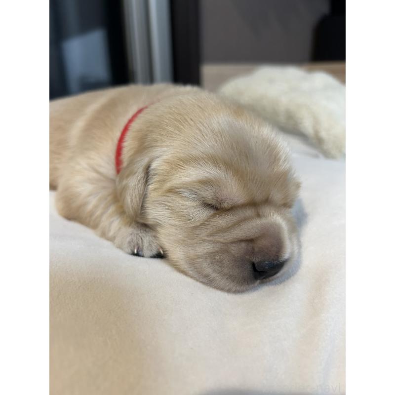 成約済の福岡県のゴールデンレトリーバー-437173の10枚目