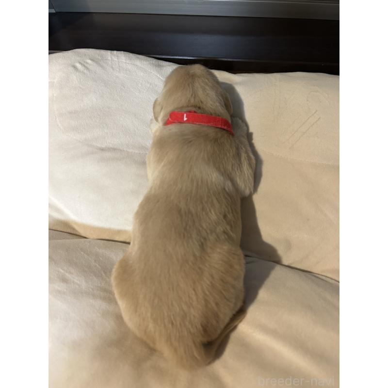 成約済の福岡県のゴールデンレトリーバー-437173の9枚目