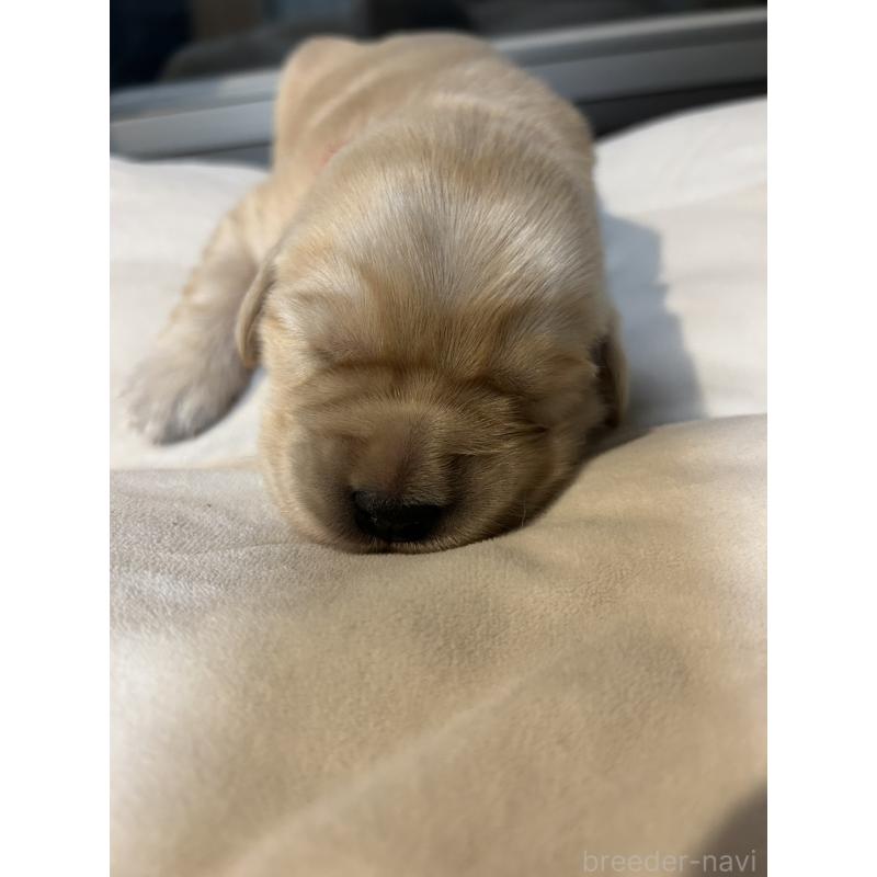 成約済の福岡県のゴールデンレトリーバー-437173の8枚目