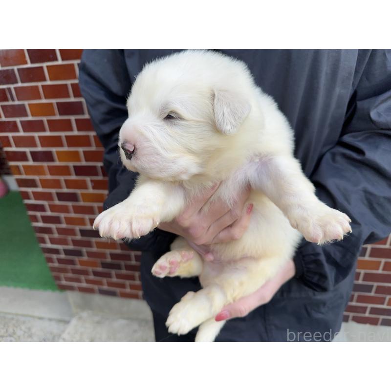 販売中の千葉県のグレートピレニーズ-439599の6枚目