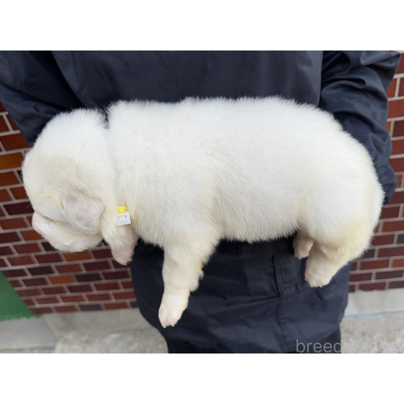 販売中の千葉県のグレートピレニーズ-439599の5枚目