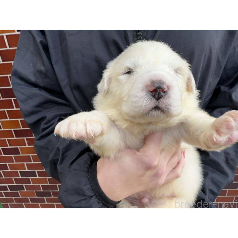 販売中の千葉県のグレートピレニーズ-439599の4枚目