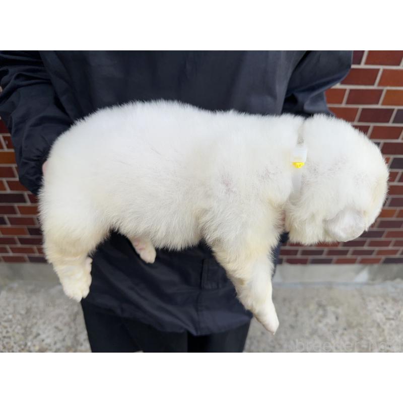 販売中の千葉県のグレートピレニーズ-439599の3枚目