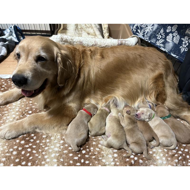 販売中の福岡県のゴールデンレトリーバー-439584の9枚目