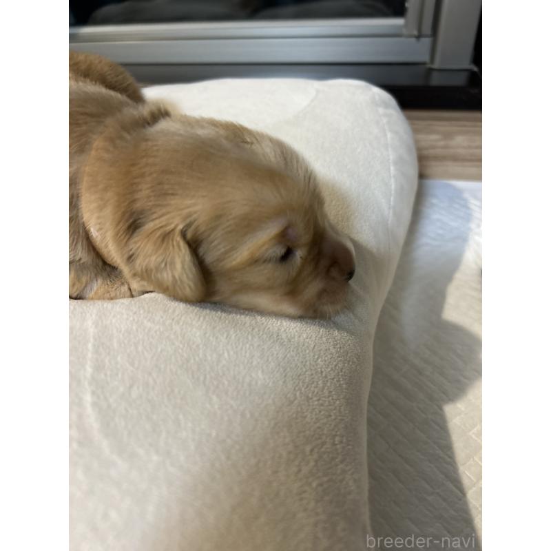 販売中の福岡県のゴールデンレトリーバー-439584の6枚目