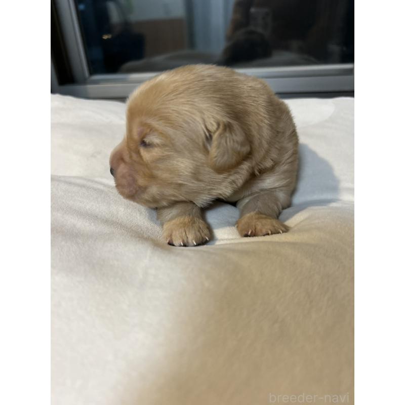 販売中の福岡県のゴールデンレトリーバー-439584の5枚目