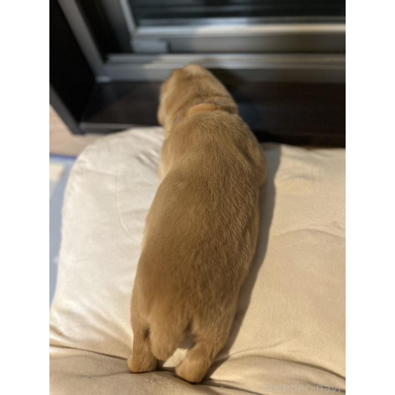 販売中の福岡県のゴールデンレトリーバー-439584の4枚目