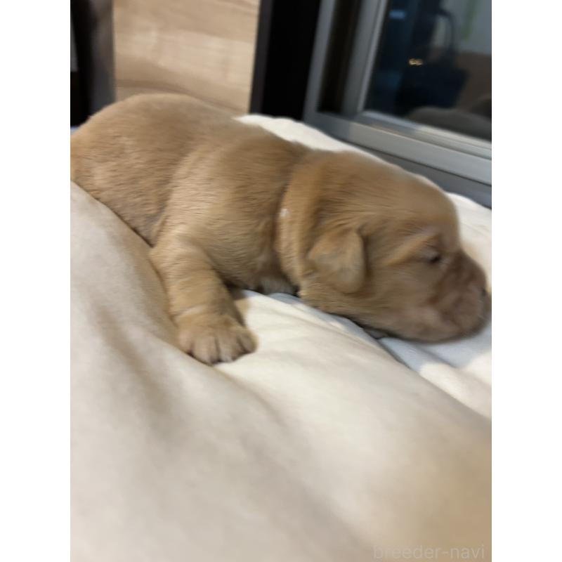 販売中の福岡県のゴールデンレトリーバー-439584の3枚目