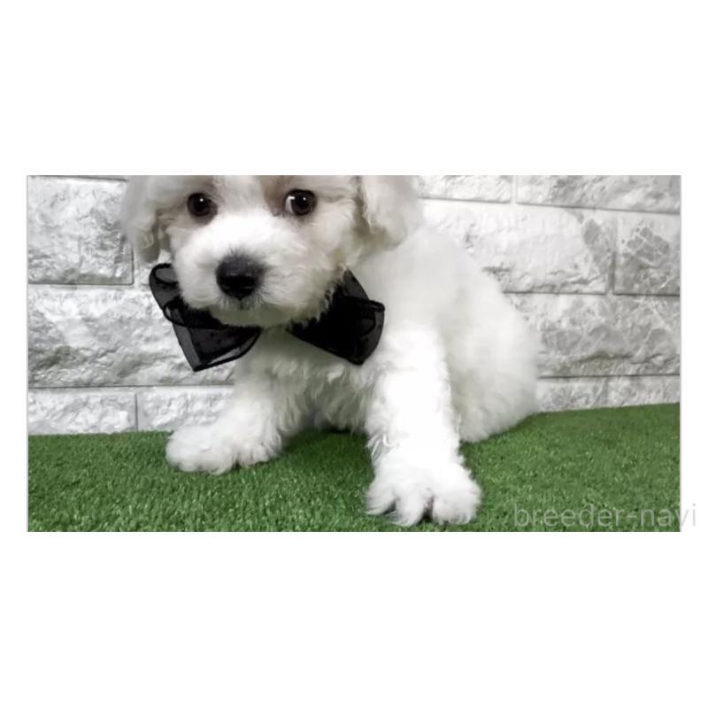 販売中の埼玉県のビションフリーゼ-439585の3枚目