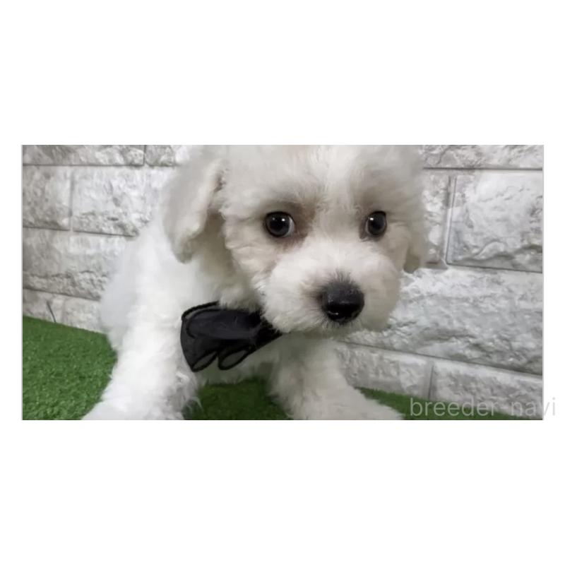 販売中の埼玉県のビションフリーゼ-439585の2枚目