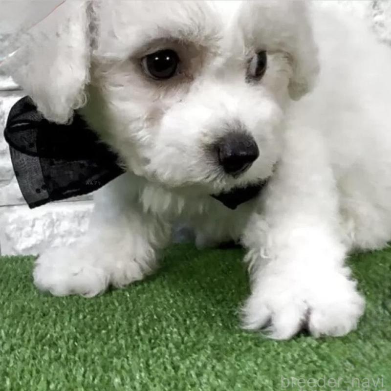 販売中の埼玉県のビションフリーゼ-439585