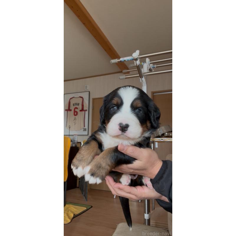 販売中の佐賀県のバーニーズマウンテンドッグ-439587の4枚目