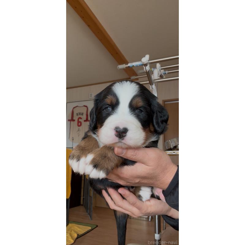 販売中の佐賀県のバーニーズマウンテンドッグ-439587の3枚目