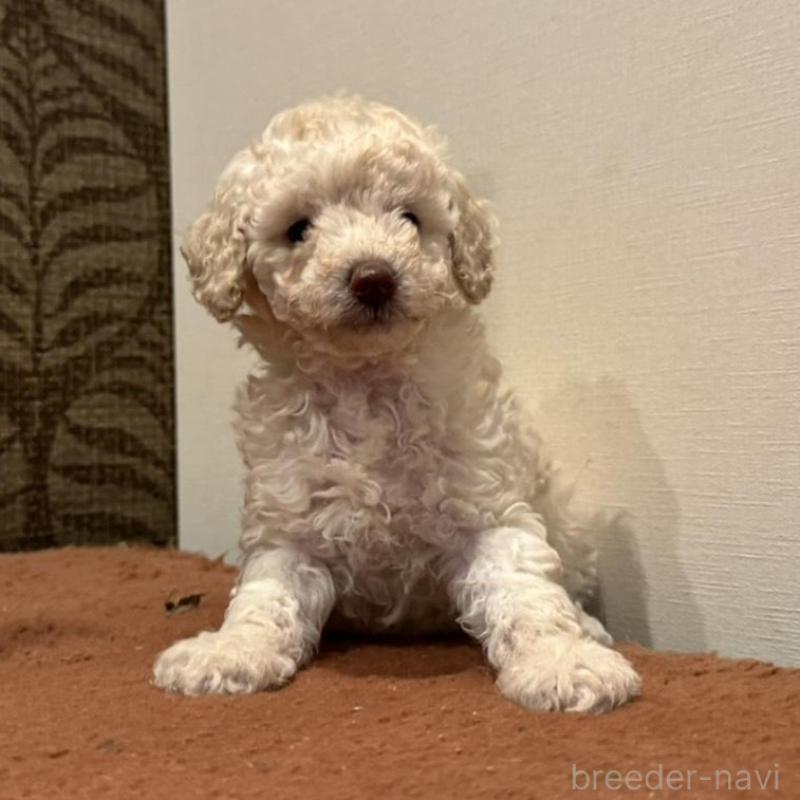 販売中の栃木県のミディアムプードル-439588の1枚目