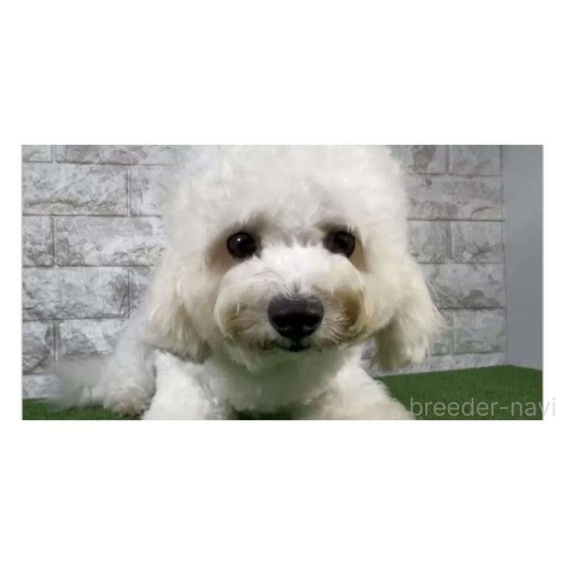 販売中の埼玉県のビションフリーゼ-439586の3枚目