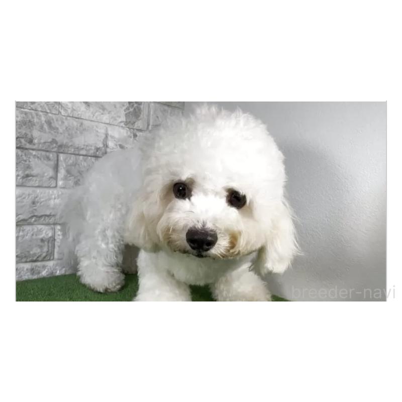 販売中の埼玉県のビションフリーゼ-439586の2枚目