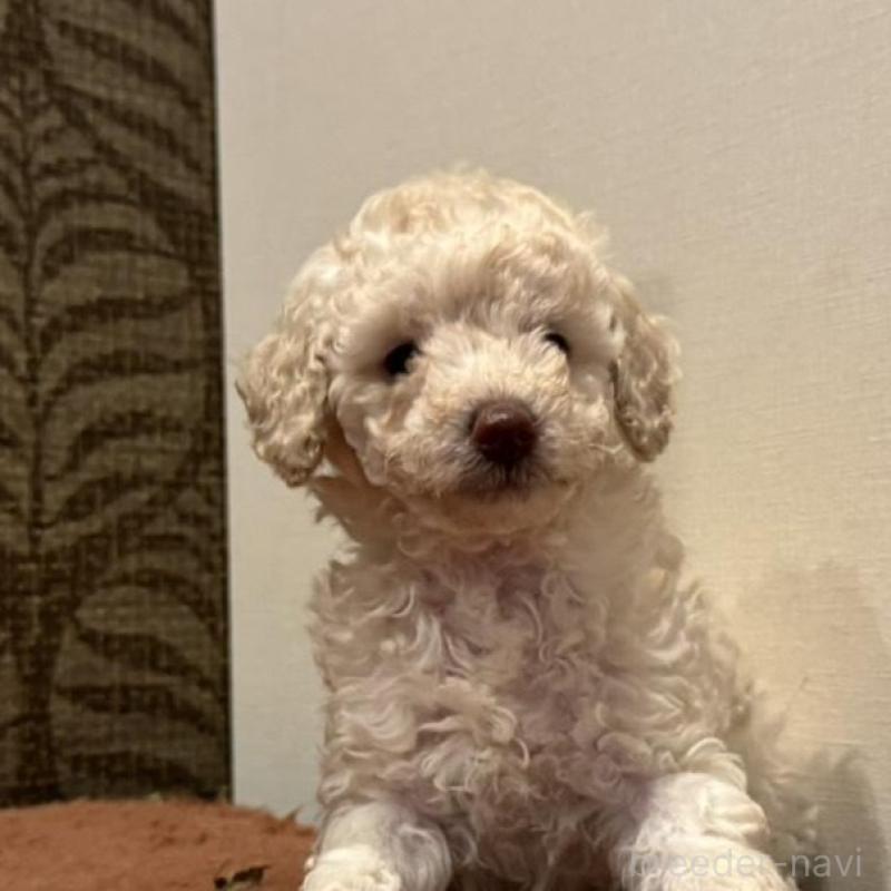 販売中の栃木県のミディアムプードル-439588の3枚目