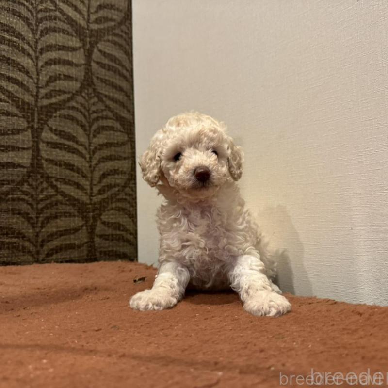 販売中の栃木県のミディアムプードル-439588の2枚目