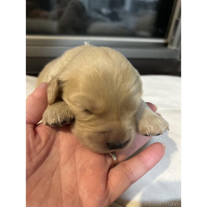 商談中の福岡県のゴールデンレトリーバー-438201の13枚目