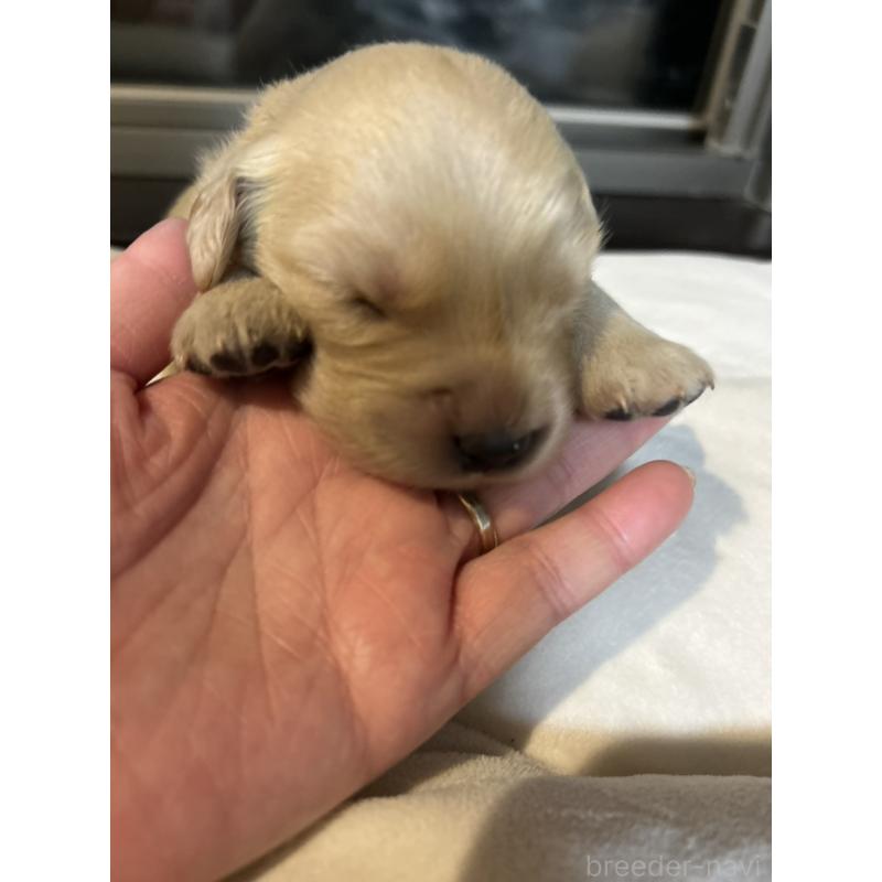 商談中の福岡県のゴールデンレトリーバー-438201の12枚目