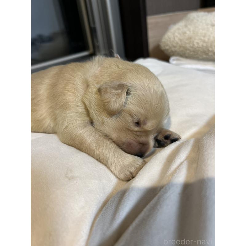 商談中の福岡県のゴールデンレトリーバー-438201の11枚目