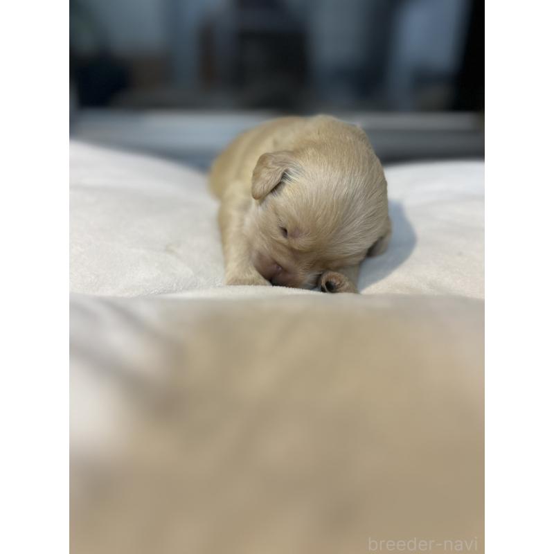 商談中の福岡県のゴールデンレトリーバー-438201の9枚目