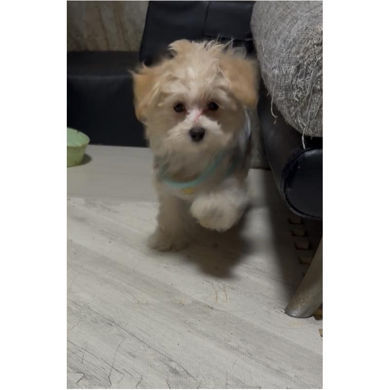 販売中の大阪府のマルプー:マルチーズ×トイプードル-428933