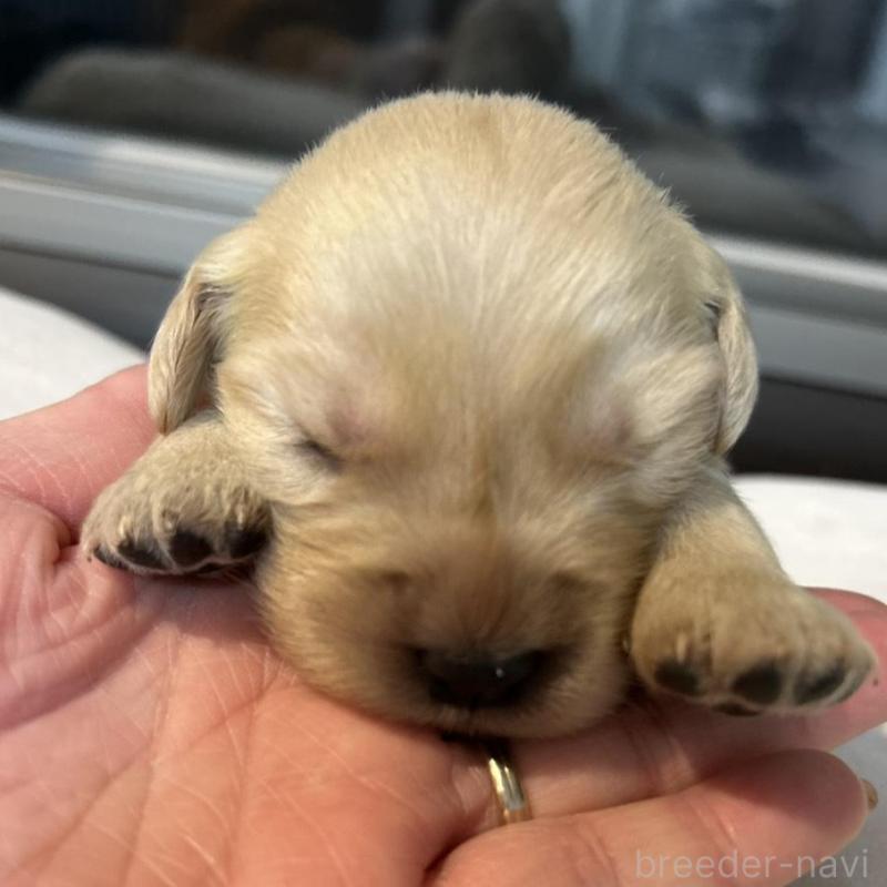 販売中の福岡県のゴールデンレトリーバー-438201