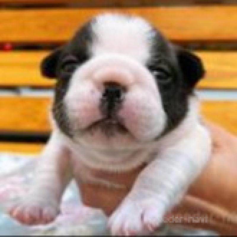 販売中の福岡県のフレンチブルドッグ-439590の8枚目