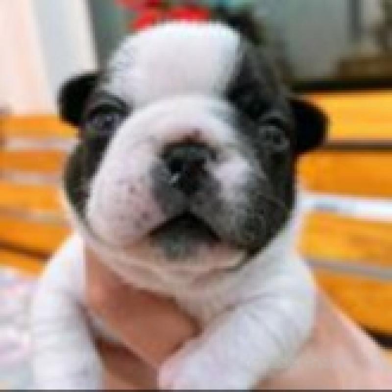 販売中の福岡県のフレンチブルドッグ-439591