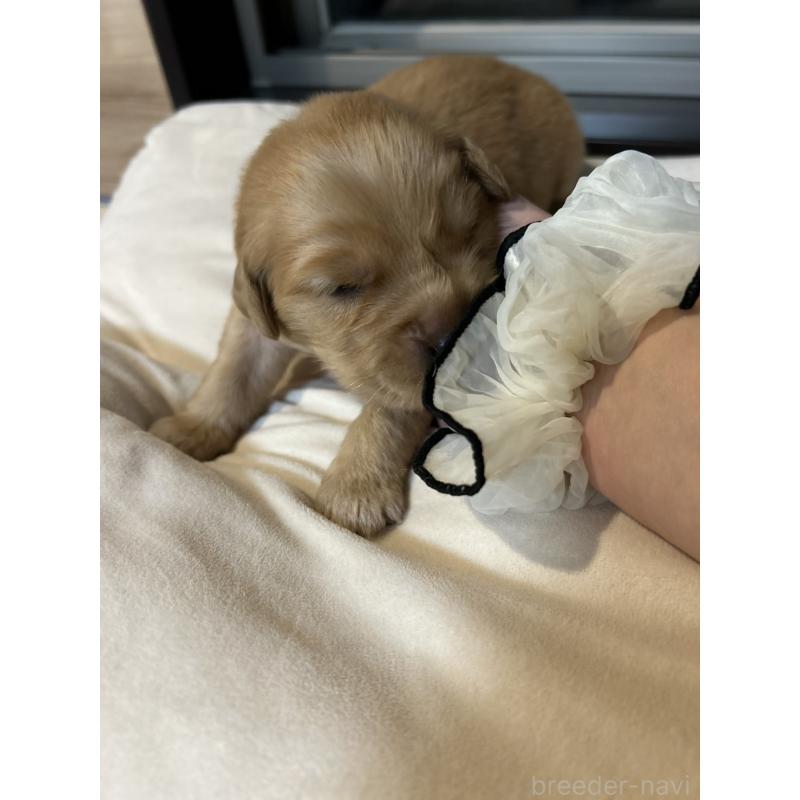 販売中の福岡県のゴールデンレトリーバー-438198の16枚目