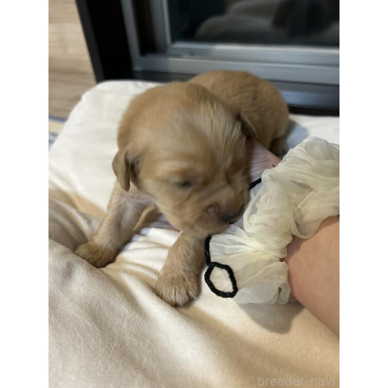 販売中の福岡県のゴールデンレトリーバー-438198の15枚目