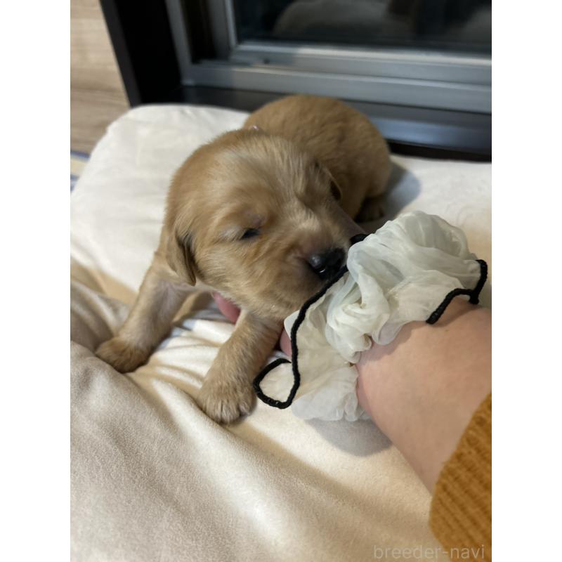 販売中の福岡県のゴールデンレトリーバー-438198の14枚目