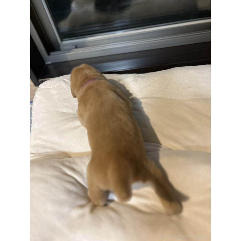 販売中の福岡県のゴールデンレトリーバー-438198の13枚目