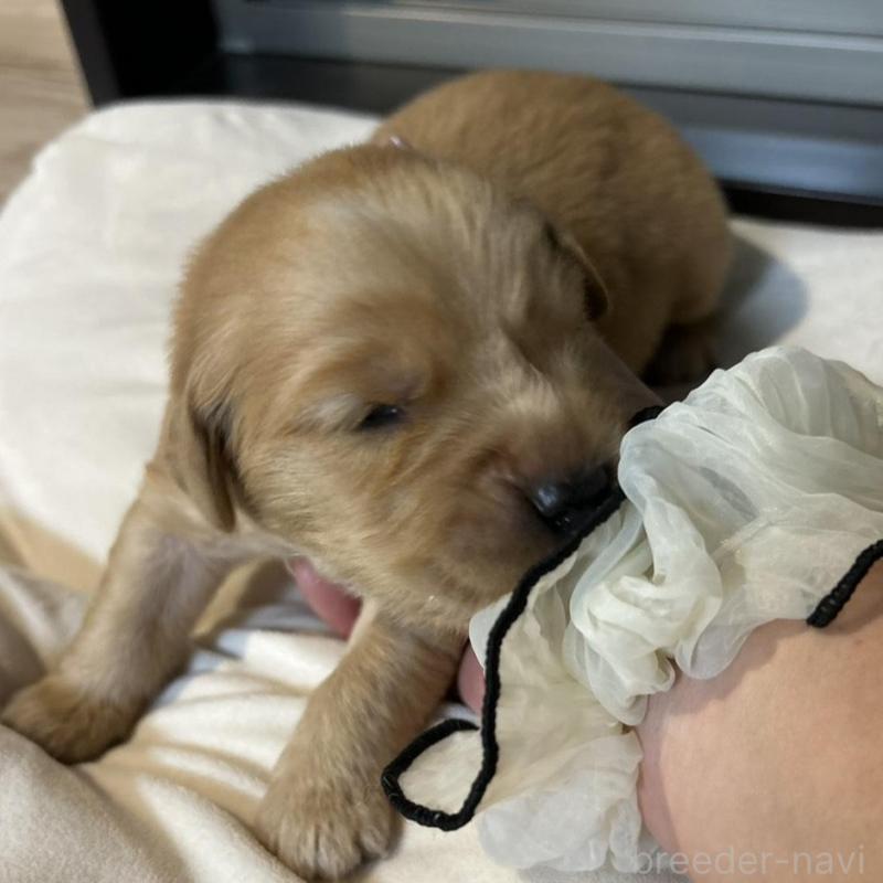 販売中ののゴールデンレトリーバー-438198