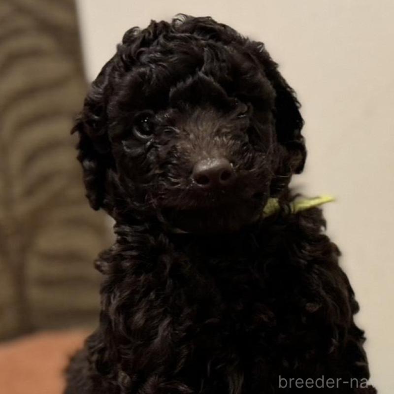 販売中の栃木県のミディアムプードル-439592