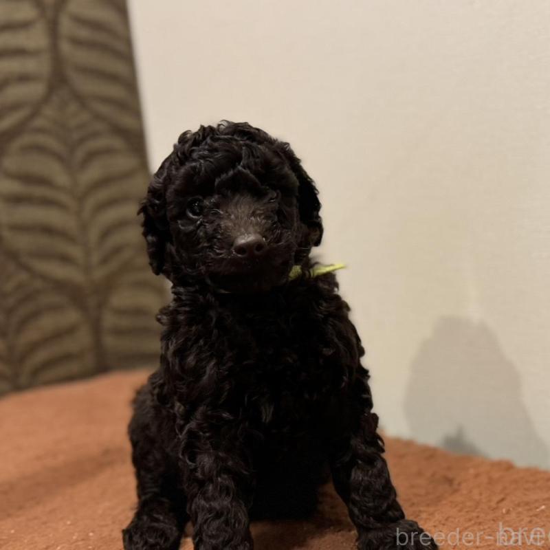 販売中の栃木県のミディアムプードル-439592の3枚目