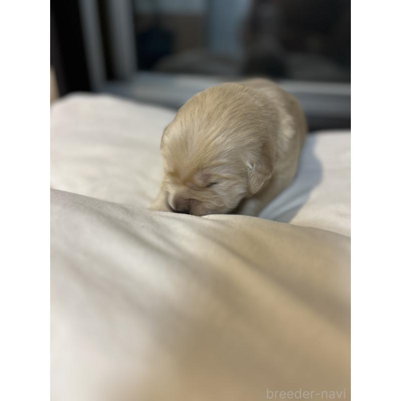 販売中の福岡県のゴールデンレトリーバー-439593の9枚目