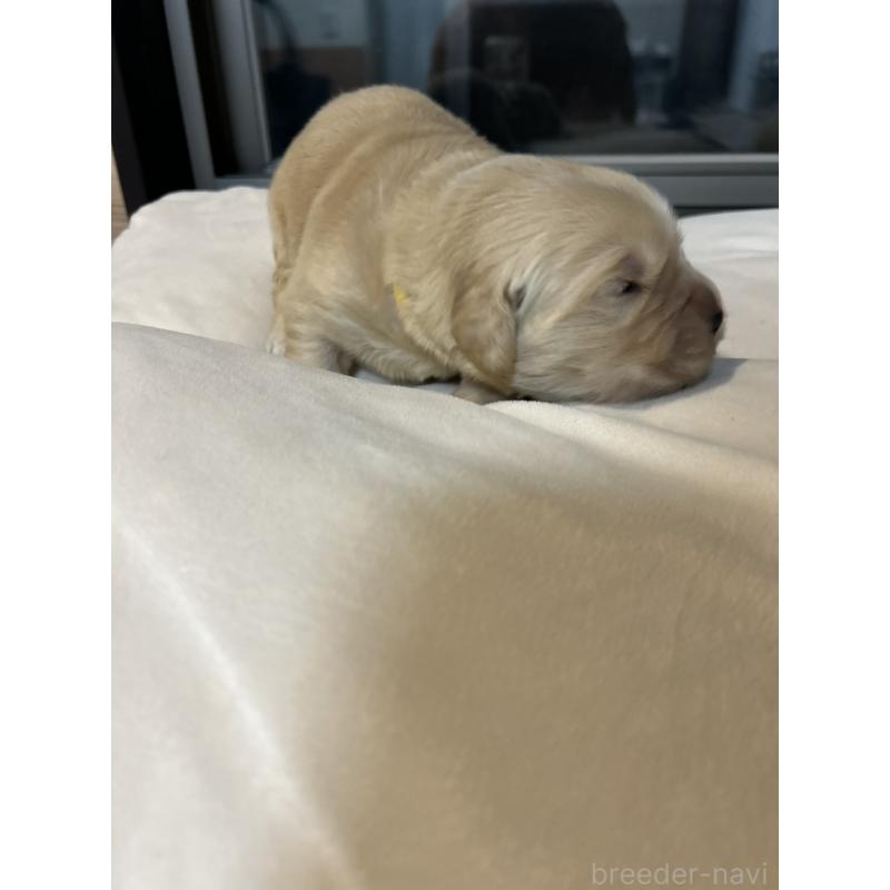 販売中の福岡県のゴールデンレトリーバー-439593の8枚目