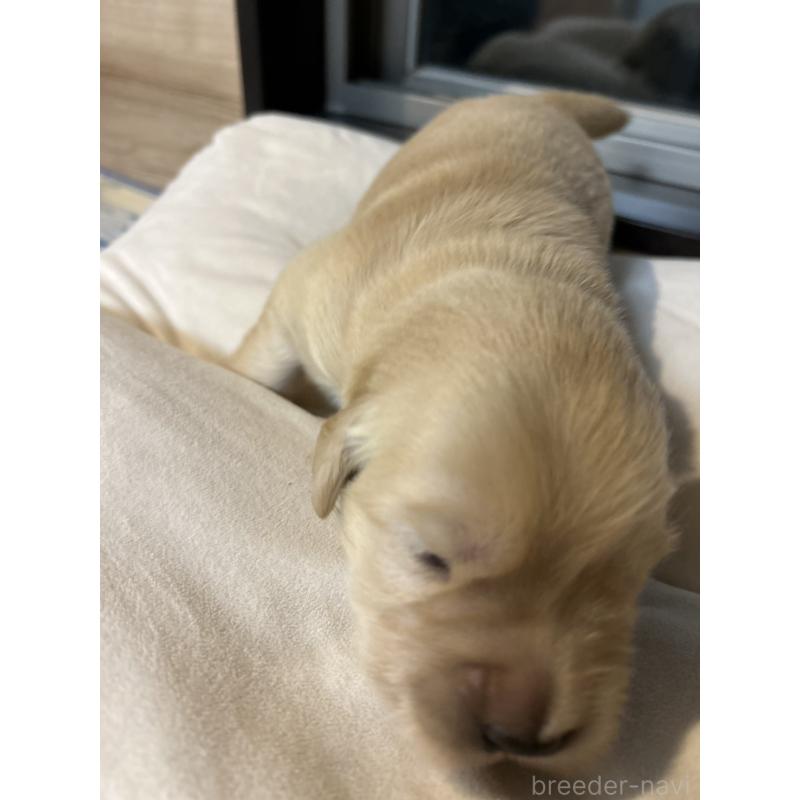 販売中の福岡県のゴールデンレトリーバー-439593の7枚目