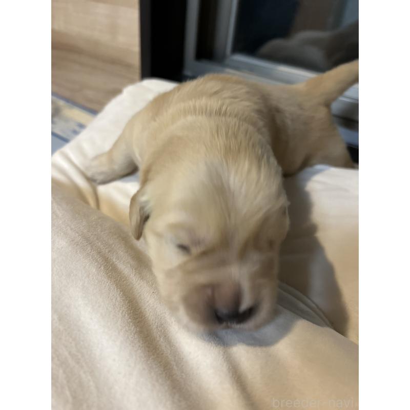 販売中の福岡県のゴールデンレトリーバー-439593の6枚目