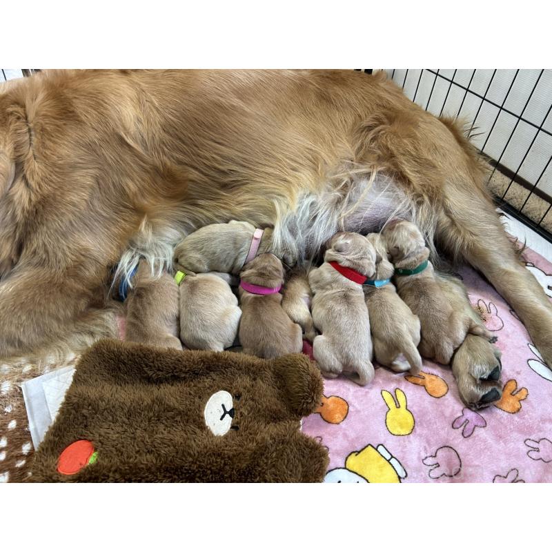 販売中の福岡県のゴールデンレトリーバー-439593の3枚目