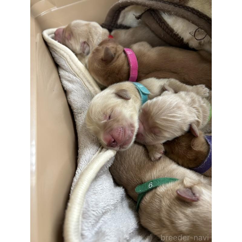 販売中の福岡県のゴールデンレトリーバー-439593の2枚目