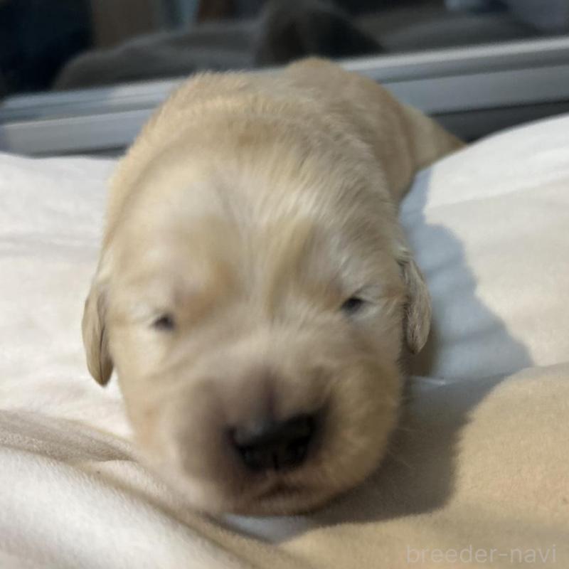 販売中の福岡県のゴールデンレトリーバー-439593