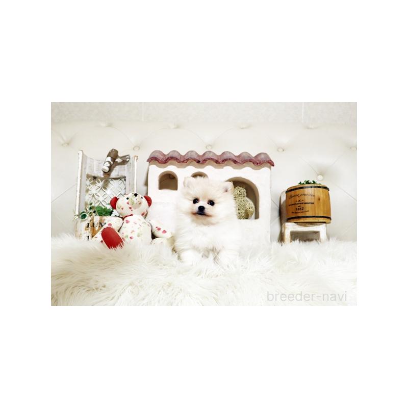 販売中の佐賀県のポメラニアン-439594の4枚目